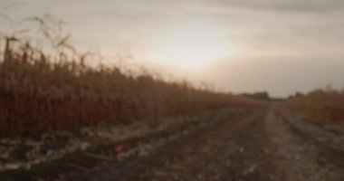 Mısır tarlaları arasındaki yola karşı güçlü bir tokalaşma içinde iki erkek eli.