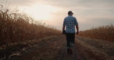 Arkaya bakış: Erkek bir çiftçi mısır tarlaları boyunca yürür, elinde bir tablet taşır