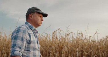 Yan görüş: Erkek bir çiftçi mısır tarlaları boyunca yol boyunca yürüyor