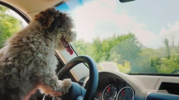 Roztomilé štěně řidič řídí auto. Pes řidič a zábavné video se zvířaty — Stock video