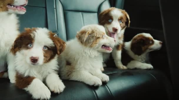 Arkadaşlar köpek yavruları bir arabanın yolcu koltuğunda birlikte seyahat ederler. — Stok video