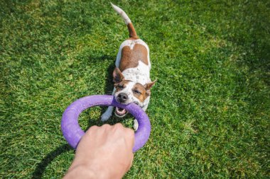 Kararlı Jack Russell Terrier, yeşil çimenler üzerinde oynanan bir römorkör maçı sırasında, sahibinin elinde tuttuğu mor yüzüklü oyuncağı çekiyor. Yüksek kalite fotoğraf