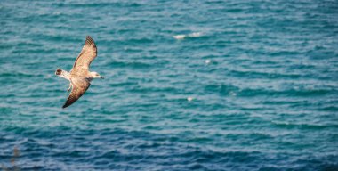 Yavru bir martı, kanatlarını tamamen açmış su yüzeyine yakın uçarak zarif bir şekilde açık denizde süzülüyor. Yüksek kalite fotoğraf