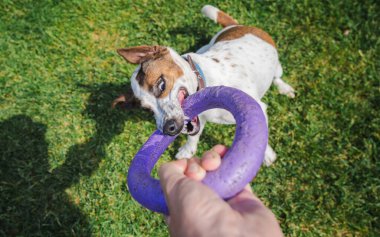 Alıngan Jack Russell Terrier, yeşil çimlerde oynanan çekişmeli maçta mor bir yüzük oyuncağını şiddetle kavrıyor. Yüksek kalite fotoğraf