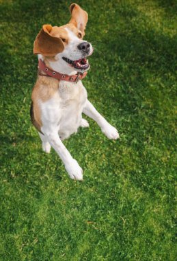 Neşeli bir ifadeyle ağzı açık, kulakları havada zıplayan neşeli bir av köpeği, yemyeşil bir çimenlikte hareket halindeyken yakalandı. Yüksek kalite fotoğraf