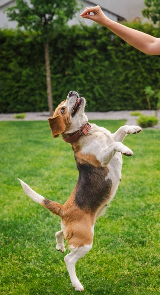 Av köpeği arka ayakları üzerinde zıplayarak bir insan elinden, arka planda ağaçlar olan yeşil çimlerde bir ziyafete ulaşır. Yüksek kalite fotoğraf