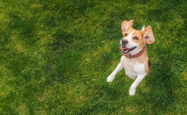 Neşeli ve enerjik bir ifadeyle yeşil çimlerin üzerinde dilleri ve kulakları kulaklarında zıplayan oyuncu av köpeği. Yüksek kalite fotoğraf