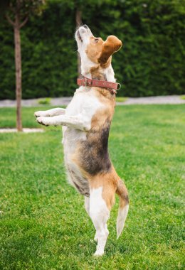 Beagle, arka ayakları üzerinde dikiliyordu, tetikte bir ifadeyle, yukarıda bir şeye odaklanmıştı, açık hava antrenmanı sırasında bir bahçede. Yüksek kalite fotoğraf
