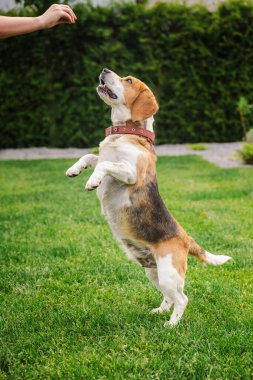 Bahçe eğitimi sırasında arka ayakları üzerinde duran av köpeği, el ele tutuşmaya bakıyor, odaklanmış ve tetikte. Yüksek kalite fotoğraf