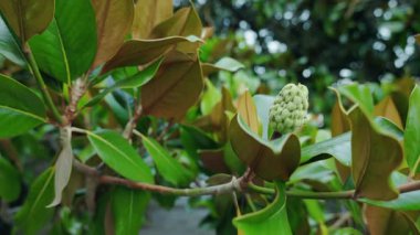 Yeşil yapraklı ve doğal ortamda olgunlaşmamış koni şeklindeki tohum kabuğuyla manolya ağacı dalına yakın çekim. Yüksek kalite 4k görüntü