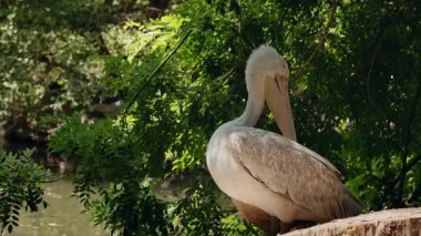Doğal ortamında suyun yakınındaki ağaç kütüğüne tünemiş kahverengi pelikan. Yüksek kalite 4k görüntü