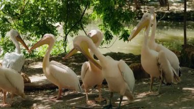 Pelikan sürüsü, doğadaki özgürlüğü ve uyumu simgeleyen suyun yanında toplandı. Yüksek kalite 4k görüntü