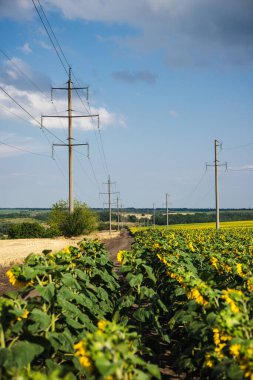 Kırsal kesimdeki ayçiçeği tarlaları üzerinde yüksek voltajlı elektrik iletim hatları, enerji dağılımı ve altyapıyı temsil ediyor. Yüksek kalite fotoğraf