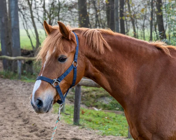 Schönes Porträt eines Pferdes, das draußen steht. — Stockfoto