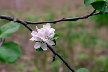 bahar güneşli gün yakın çekim içinde elma ağacı çiçekli