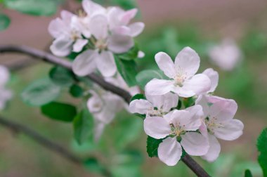 elma çiçeği bahar üzerinde net gün yakın çekim