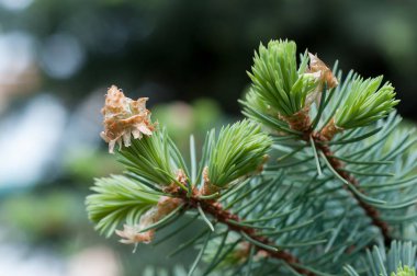 Mavi Ladin yakın çekim bahar