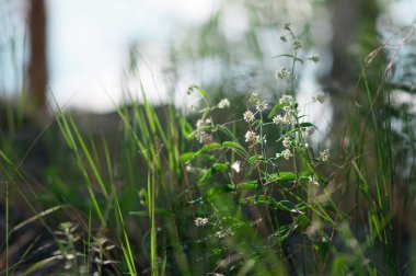 bitkiler ve çiçekler güneş ışığı altında bir orman glade içinde