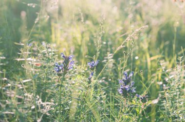 bitkiler ve çiçekler güneş ışığı altında bir orman glade içinde