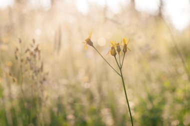 bitkiler ve çiçekler güneş ışığı altında bir orman glade içinde