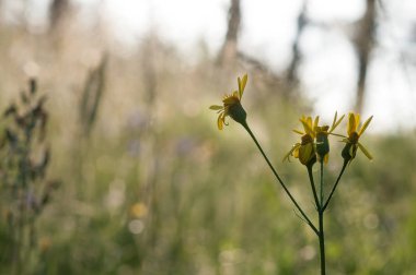 bitkiler ve çiçekler güneş ışığı altında bir orman glade içinde