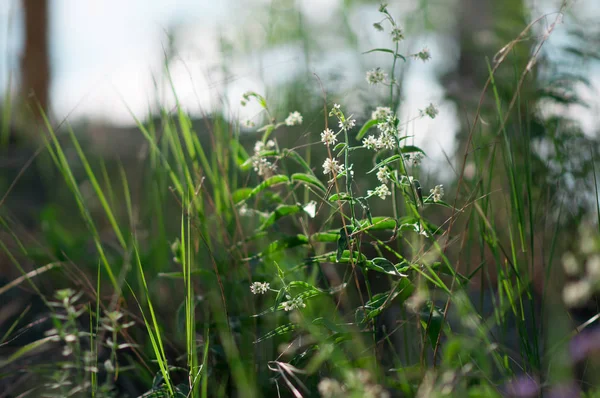 Växter Och Blommor Skog Glänta Solljus — Stockfoto