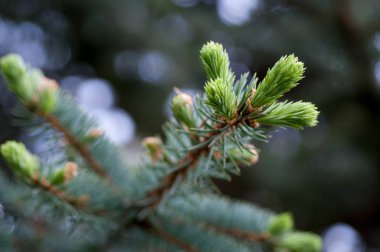 Mavi Ladin bahar makro
