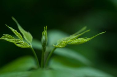bitki bahar ile taze yakın çekim yaprak