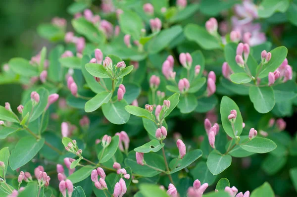 vahşi yakın çekim pembe çiçekli çiçekli çalı