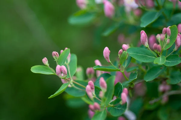 Blommande Buske Med Rosa Blommor Den Vilda Närbild — Stockfoto