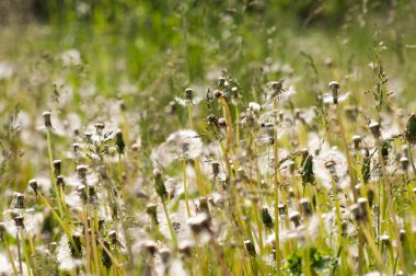 Orman Doğa Yakın çekim bitkilerde