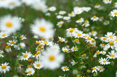 kır çiçekleri papatya bir çayırda