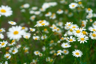 kır çiçekleri papatya bir çayırda