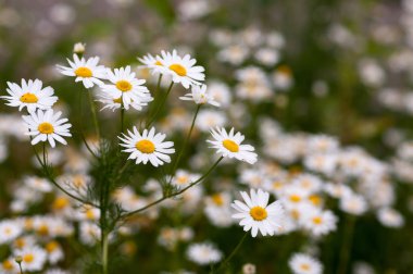 kır çiçekleri papatya bir çayırda