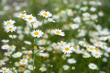 kır çiçekleri papatya bir çayırda