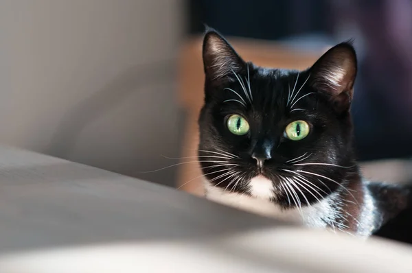 Schnauze Einer Schwarzen Katze Auf Weißem Hintergrund — Stockfoto