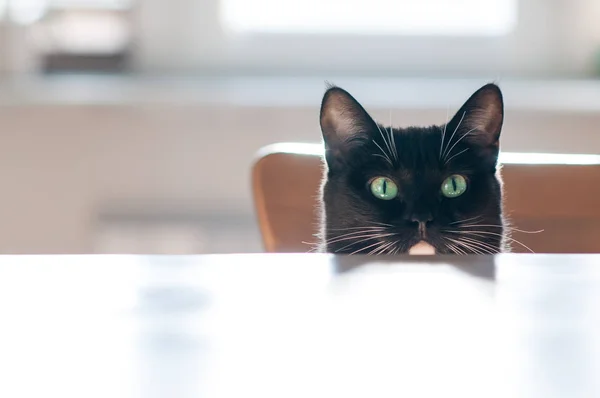 Muzzle Black Cat White Background — Stock Photo, Image