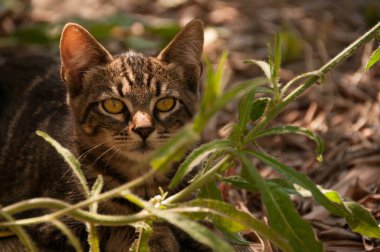 Yaz aylarında çim üzerinde yavru kedi