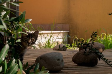 Yaz aylarında çim üzerinde yavru kedi