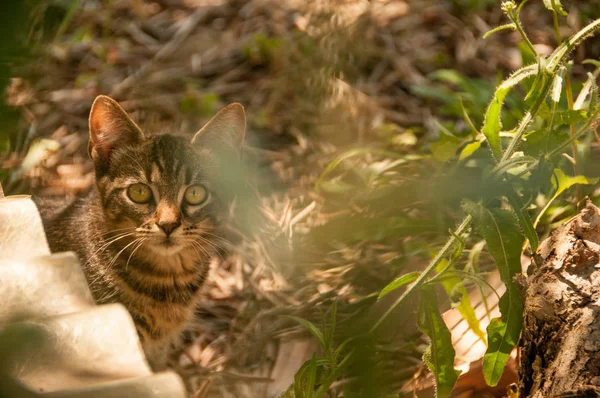 Котенок Газоне Летом — стоковое фото