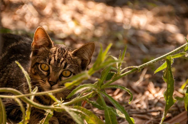 Gatito Césped Verano —  Fotos de Stock