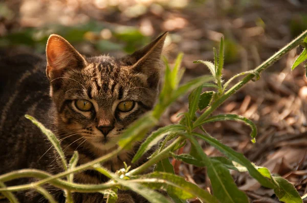 Kucing Halaman Musim Panas — Stok Foto