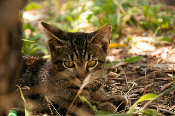 여름에 잔디밭에 고양이 — 스톡 사진
