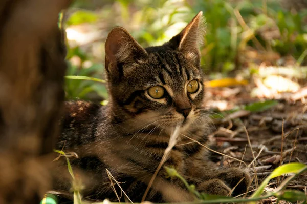 夏天在草坪上的小猫 — 图库照片