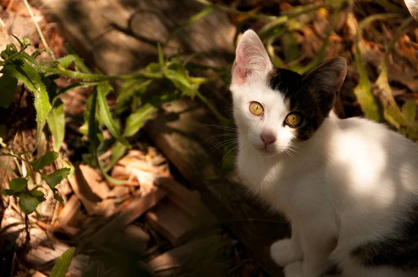 夏天在草坪上的小猫 — 图库照片