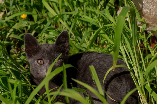 Gatito Césped Verano —  Fotos de Stock