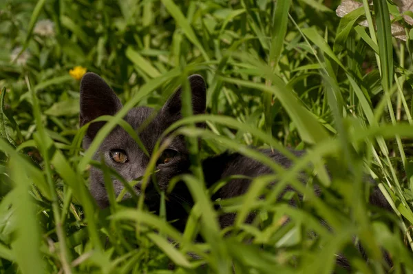 Kitten Lawn Summer — Stock Photo, Image