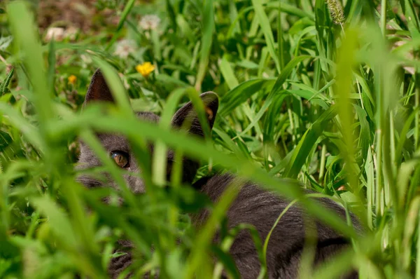 Кошеня Газоні Влітку — стокове фото