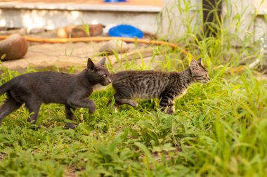 Yaz aylarında çim üzerinde yavru kedi
