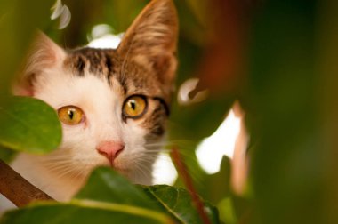 Yaz aylarında çim üzerinde yavru kedi